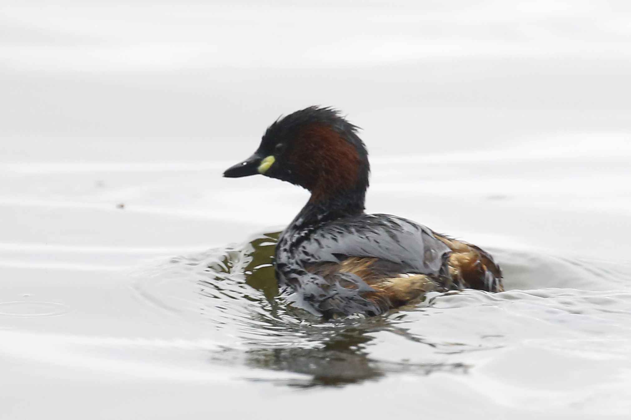 Little Grebe